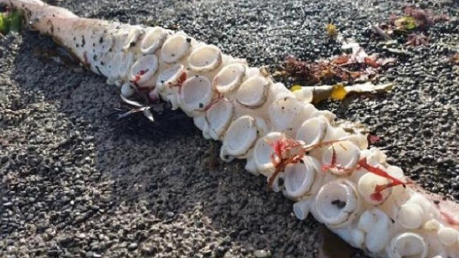 [Photo] Cận cảnh con mực khổng lồ có xúc tu dài tới 5 mét ảnh 3