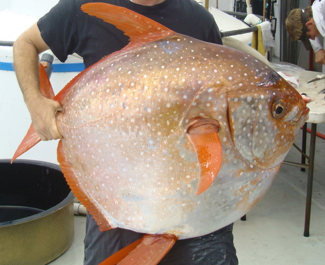 Phát hiện chấn động giới khoa học về loài cá mặt trăng kỳ lạ ảnh 1