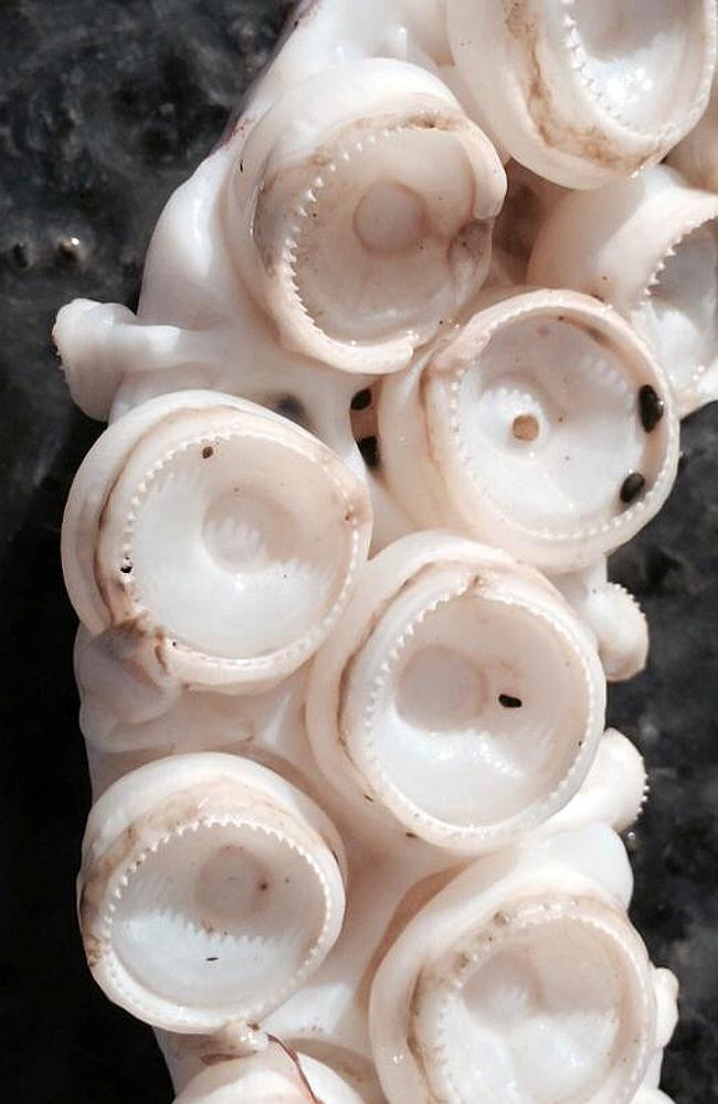 [Photo] Cận cảnh con mực khổng lồ có xúc tu dài tới 5 mét ảnh 4