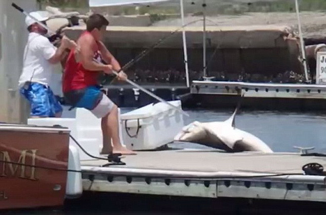 Chàng trai dũng cảm chiến đấu với con cá mập 30 phút ở bến tàu ảnh 1