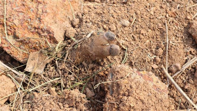 Bình Phước: Lợn chết bệnh, đã bốc mùi bị vứt ngay cạnh Quốc lộ 14 ảnh 1