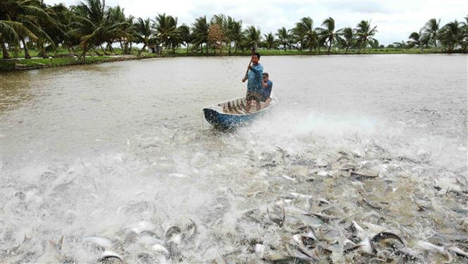 Dự báo kim ngạch xuất khẩu cá tra năm 2023 giảm 15% ảnh 2