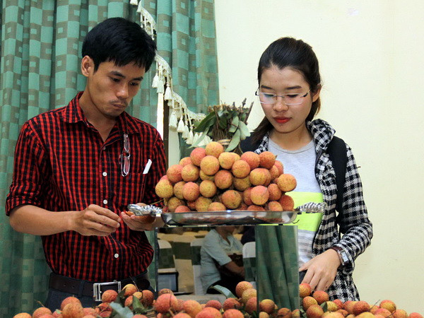 Phục vụ vải thiều tươi trên các chuyến bay của Vietnam Airlines ảnh 1