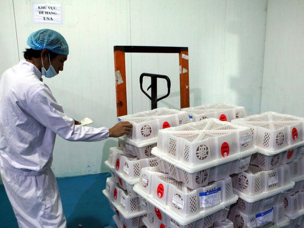 Miễn phí kiểm dịch thực vật quả vải xuất khẩu bằng hàng không ảnh 1