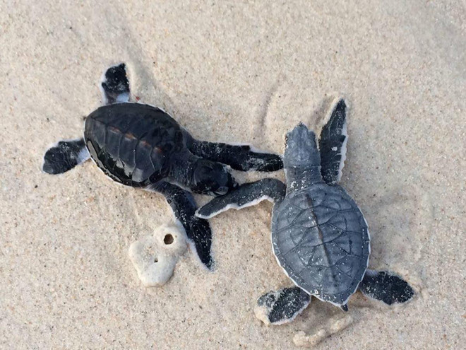 [Photo] Rùa biển - những “chiến binh” dũng cảm ở vùng Côn Đảo ảnh 8