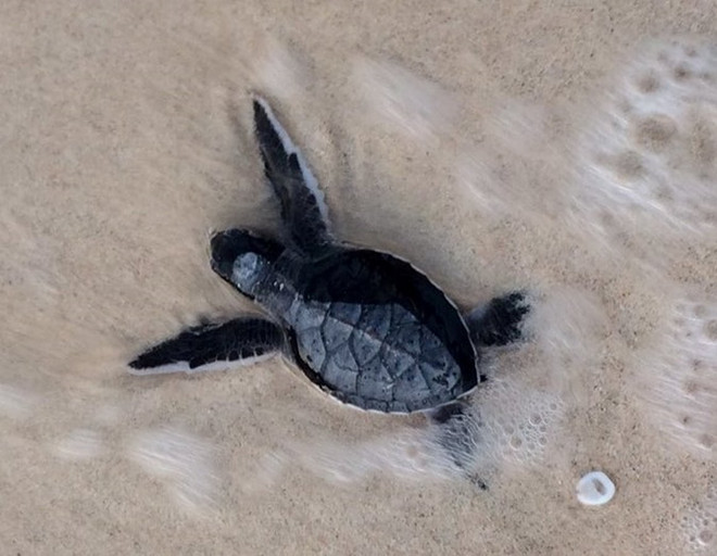 [Photo] Rùa biển - những “chiến binh” dũng cảm ở vùng Côn Đảo ảnh 10