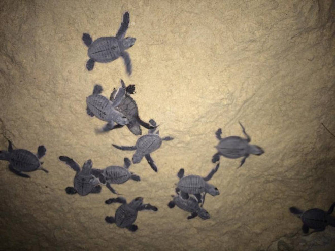 [Photo] Rùa biển - những “chiến binh” dũng cảm ở vùng Côn Đảo ảnh 9