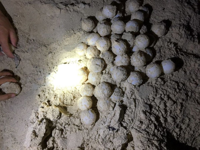 [Photo] Rùa biển - những “chiến binh” dũng cảm ở vùng Côn Đảo ảnh 5