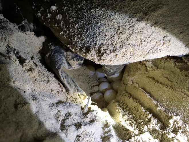 [Photo] Rùa biển - những “chiến binh” dũng cảm ở vùng Côn Đảo ảnh 2