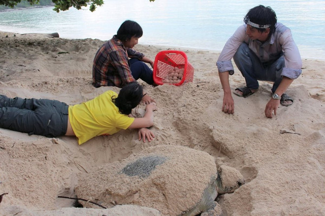 [Photo] Rùa biển - những “chiến binh” dũng cảm ở vùng Côn Đảo ảnh 4