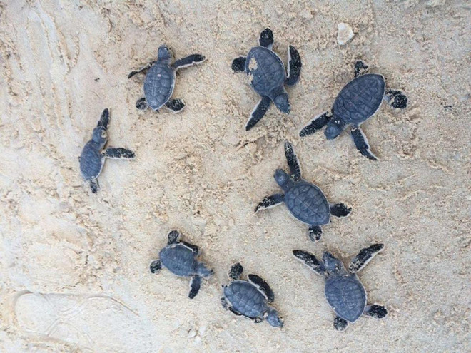 [Photo] Rùa biển - những “chiến binh” dũng cảm ở vùng Côn Đảo ảnh 6