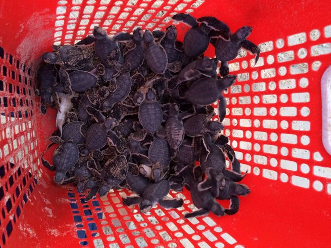 [Photo] Rùa biển - những “chiến binh” dũng cảm ở vùng Côn Đảo ảnh 7