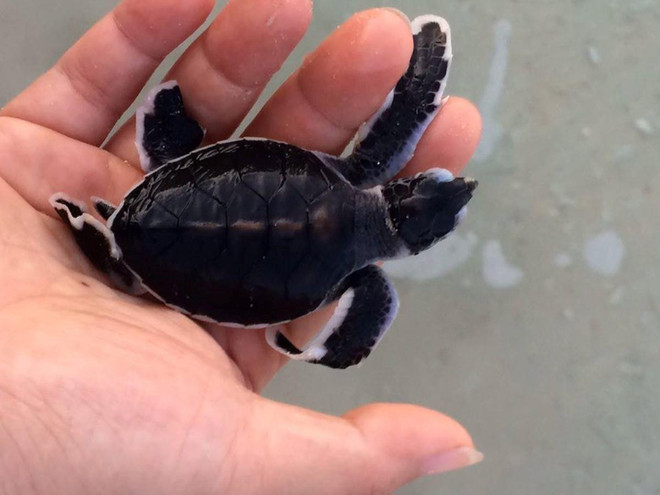 [Photo] Rùa biển - những “chiến binh” dũng cảm ở vùng Côn Đảo ảnh 1