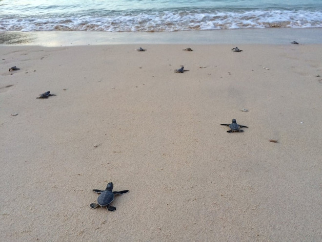 [Photo] Rùa biển - những “chiến binh” dũng cảm ở vùng Côn Đảo ảnh 3