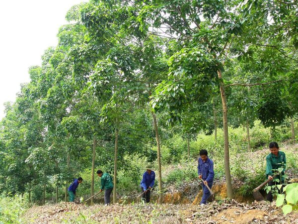 Cây "vàng trắng": Hướng đột phá nơi cuối trời Tây Bắc ảnh 1