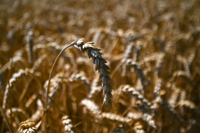 ttxvn lua mi Duc.jpg