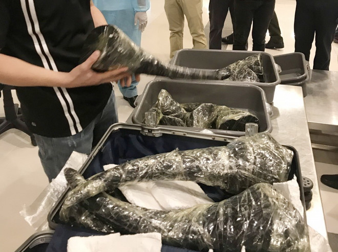 Đối tượng vận chuyển gần 30kg sừng tê giác bị bắt sau 14 ngày cách ly ảnh 1