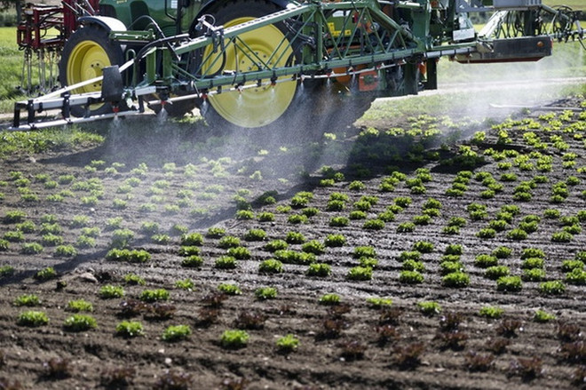 Thuốc hóa học chlorothalonil được sử dụng để ngăn ngừa nấm mốc trên cây trồng. Ảnh minh họa. (Nguồn: swissinfo.ch) Thụy Sĩ cấm sử dụng thuốc trừ sâu chlorothalonil độc hại ảnh 1