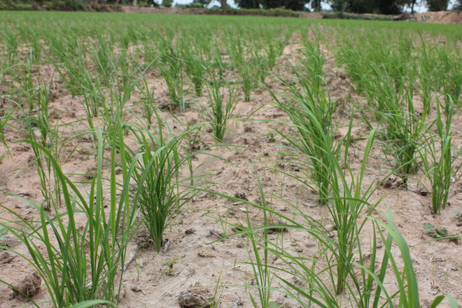 Người trồng lúa Thái Lan giàu lên nhờ canh tác thân thiện môi trường ảnh 1