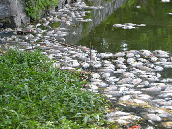 Cá chết hàng loạt nổi trắng mặt hồ tại công viên Đà Nẵng ảnh 1