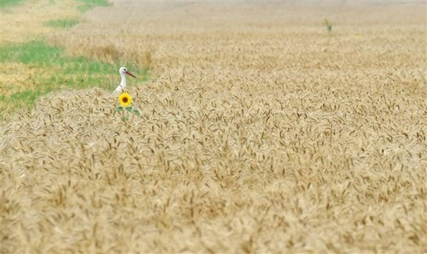 Một cánh đồng lúa mỳ ở làng Mala Dyvitsya, Ukraine. (Ảnh: AFP/TTXVN) Khủng hoảng lương thực sẽ thúc đẩy châu Phi tự chủ sản xuất ngũ cốc ảnh 1