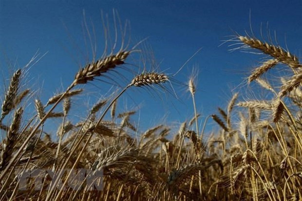 Lúa mỳ trên cánh đồng tại Zhovtneve của Ukraine. (Ảnh: Reuters/TTXVN) Mỹ hối thúc Nga nhanh chóng thực thi thỏa thuận ngũ cốc với Ukraine ảnh 1