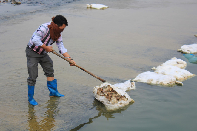 Thái Nguyên: Gia cầm chết vứt ngổn ngang gây ô nhiễm nghiêm trọng ảnh 2