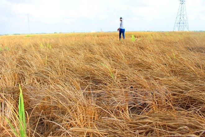 Nhiều cánh đồng lúa ở Đồng bằng sông Cửu Long bị chết do khô mặn lịch sử. (Ảnh: Hùng Võ/Vietnam+) Sự kiện trong nước 6-12/6: Du khách Anh tử nạn khi chinh phục Fansipan ảnh 9