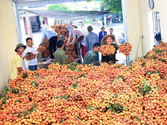 Thu mua vải thiều tại huyện Thanh Hà. (Ảnh: Vũ Sinh/TTXVN) Sự kiện trong nước 6-12/6: Du khách Anh tử nạn khi chinh phục Fansipan ảnh 6