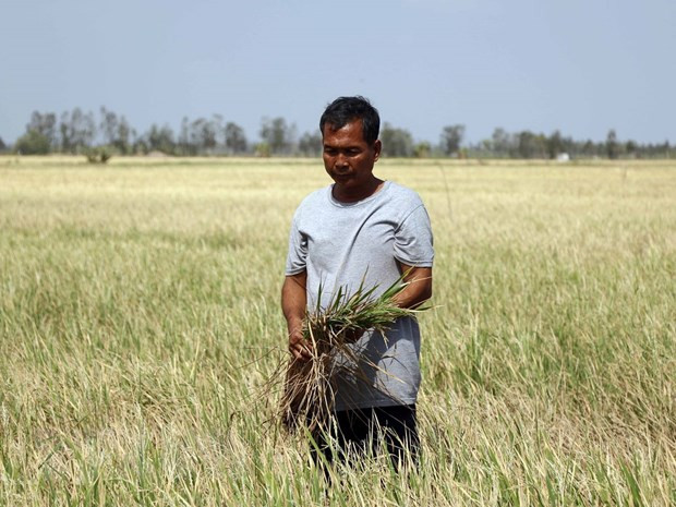 Cánh đồng lúa mất trắng ở Bạc Liêu do hạn hán và xâm nhập mặn. (Ảnh: Nguyễn Thanh Liêm/TTXVN) Ứng phó biến đổi khí hậu ở ĐBSCL: Đẩy mạnh liên kết vùng ảnh 3