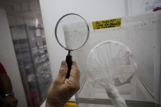 [Video] Phát hiện virus Zika trong muỗi thông thường ảnh 1