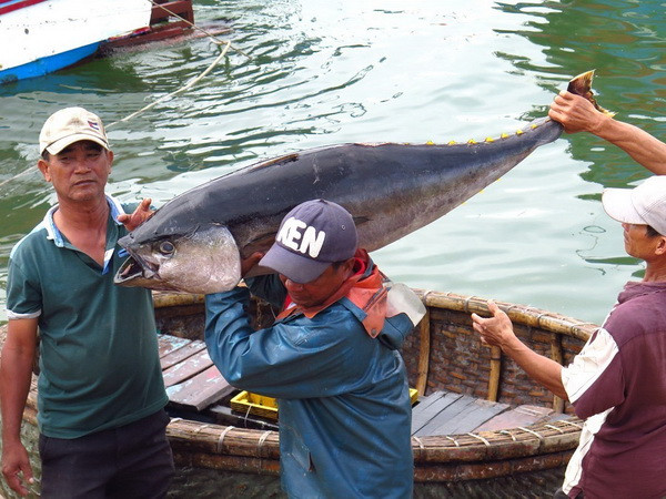 Khắc phục "thẻ vàng" IUU cần sự nỗ lực từ nhiều phía ảnh 1
