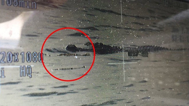 Rùng mình cảnh cá sấu ngậm bộ phận cơ thể người trong miệng ảnh 1