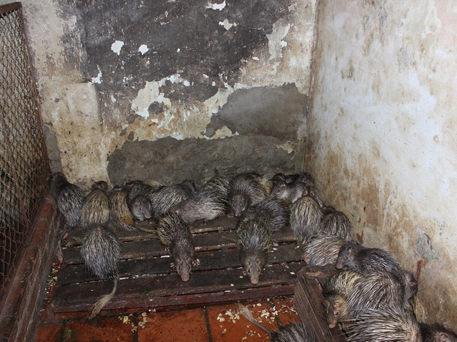 Hà Nội: Phát hiện lò mổ động vật hoang dã giữa lòng thủ đô ảnh 8