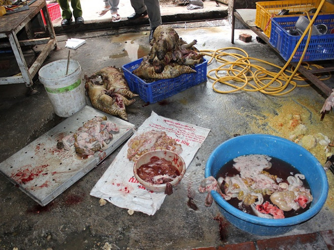 Hà Nội: Phát hiện lò mổ động vật hoang dã giữa lòng thủ đô ảnh 1