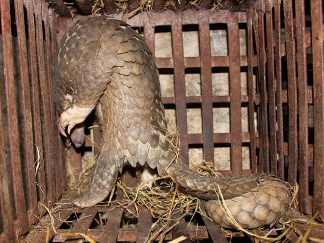 Hà Nội: Phát hiện lò mổ động vật hoang dã giữa lòng thủ đô ảnh 5