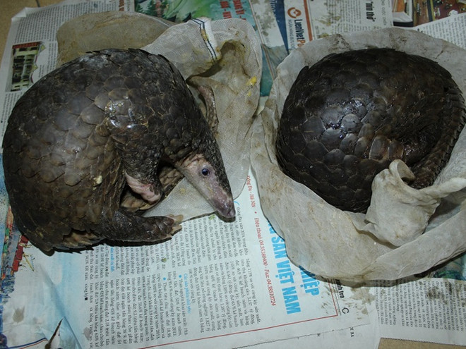 Hà Nội: Phát hiện lò mổ động vật hoang dã giữa lòng thủ đô ảnh 4