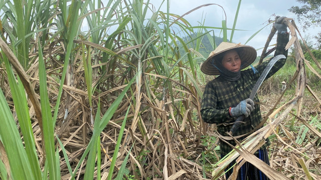 Dự báo doanh nghiệp mía đường lấy lại vị thế trong năm 2023 ảnh 3