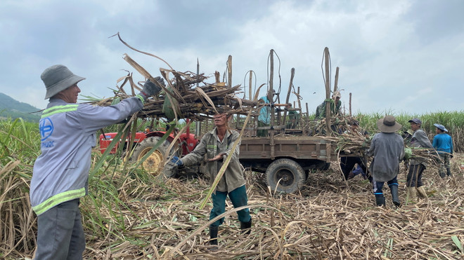 Dự báo doanh nghiệp mía đường lấy lại vị thế trong năm 2023 ảnh 2