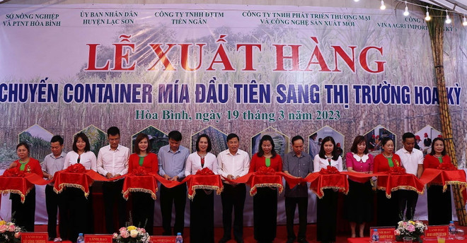 Hòa Bình xuất khẩu lô hàng mía tươi đầu tiên sang Hoa Kỳ ảnh 1