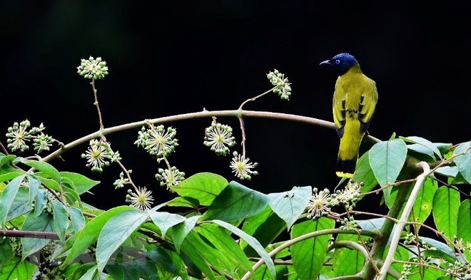 Khám phá nét đa dạng sinh học của Khu Dự trữ Sinh quyển Kon Hà Nừng ảnh 2