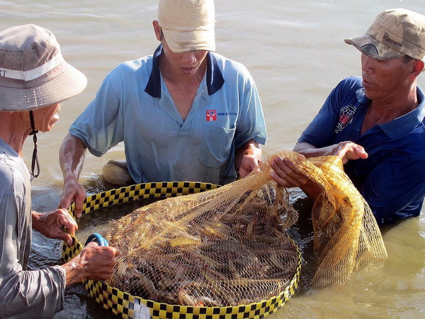 Nhiều giải pháp phát triển bền vững thủy sản khu vực ĐBSCL ảnh 1