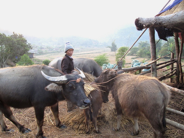 Lạnh tăng cường, Bắc-Trung Bộ mưa to, nhiệt độ hạ xuống 21 độ C ảnh 1
