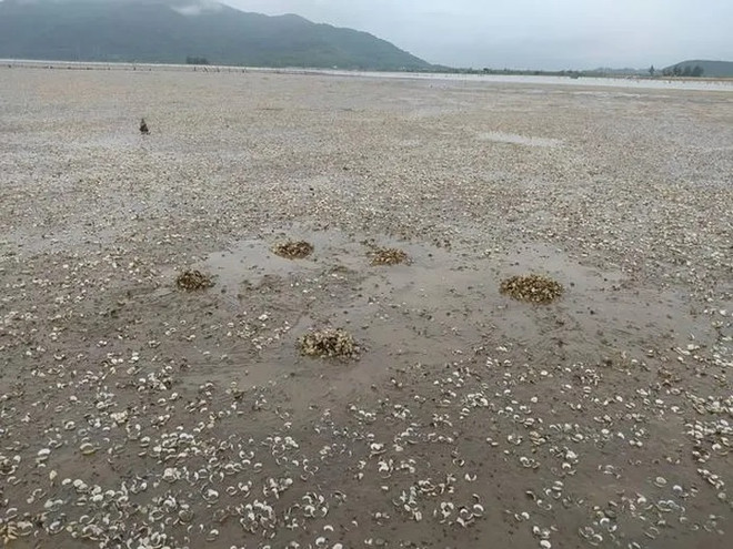 Nguyên nhân dẫn đến ngao nuôi chết hàng loạt ở Hà Tĩnh ảnh 1