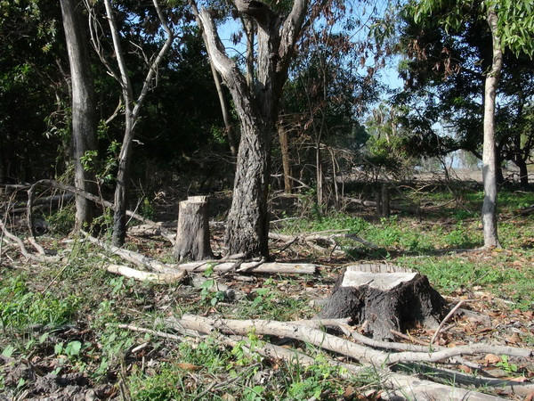 Lợi dụng dịp Tết, kẻ gian đốt phá hơn 30ha rừng phòng hộ Dầu Tiếng ảnh 1