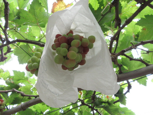 Người trồng nho Bình Thuận phấn khởi vì được mùa, được giá ảnh 1