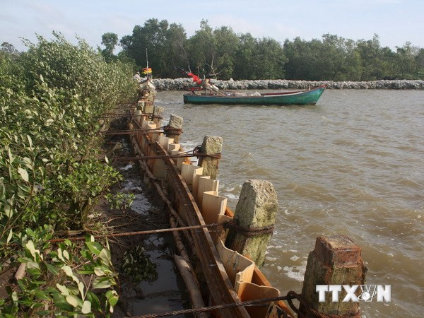 Cà Mau mỗi năm thiệt hại hàng chục tỷ đồng do sạt lở ảnh 1