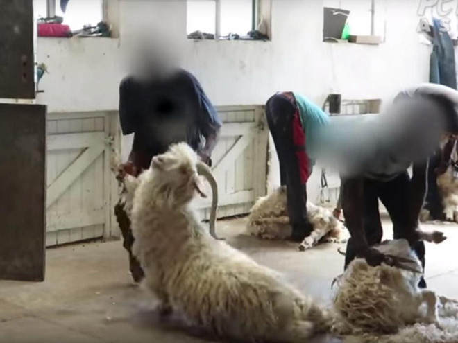 ASOS cấm bán các sản phẩm có nguồn gốc từ động vật bị ngược đãi ảnh 1