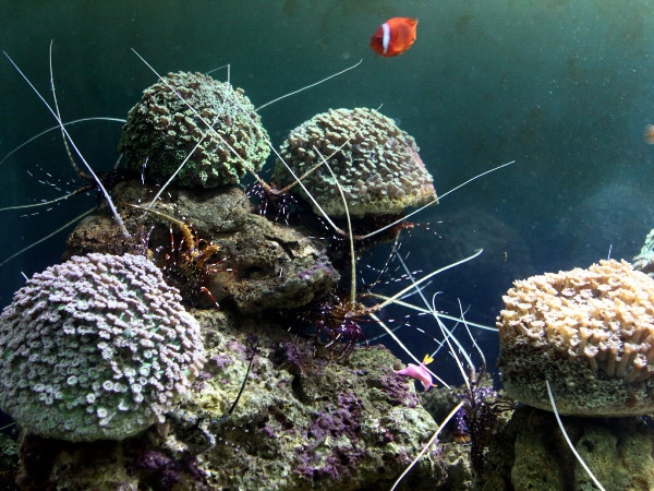 Công bố chiến lược bảo vệ tài nguyên, môi trường biển ảnh 1