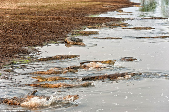 Hà mã bỏ mạng sau cuộc chiến đẫm máu với cá sấu ảnh 3